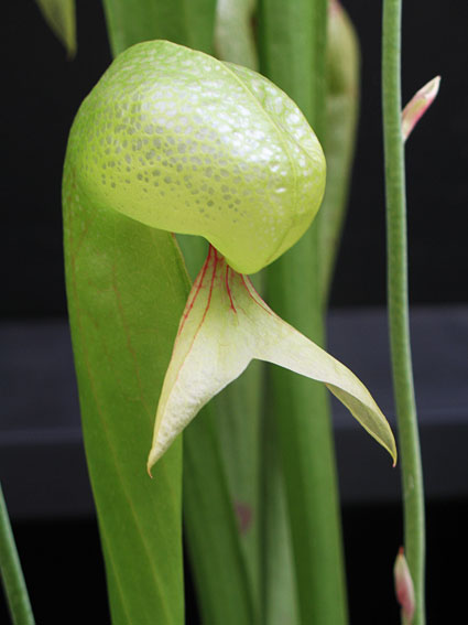 Darlingtonia