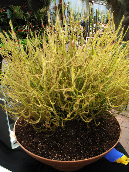Grand Champion Plant