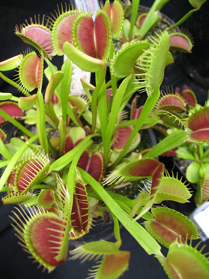 Venus Fly Trap