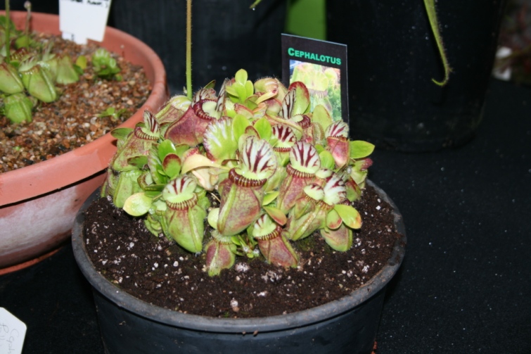 Grand Champion Plant