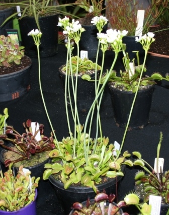 Venus fly trap flowers