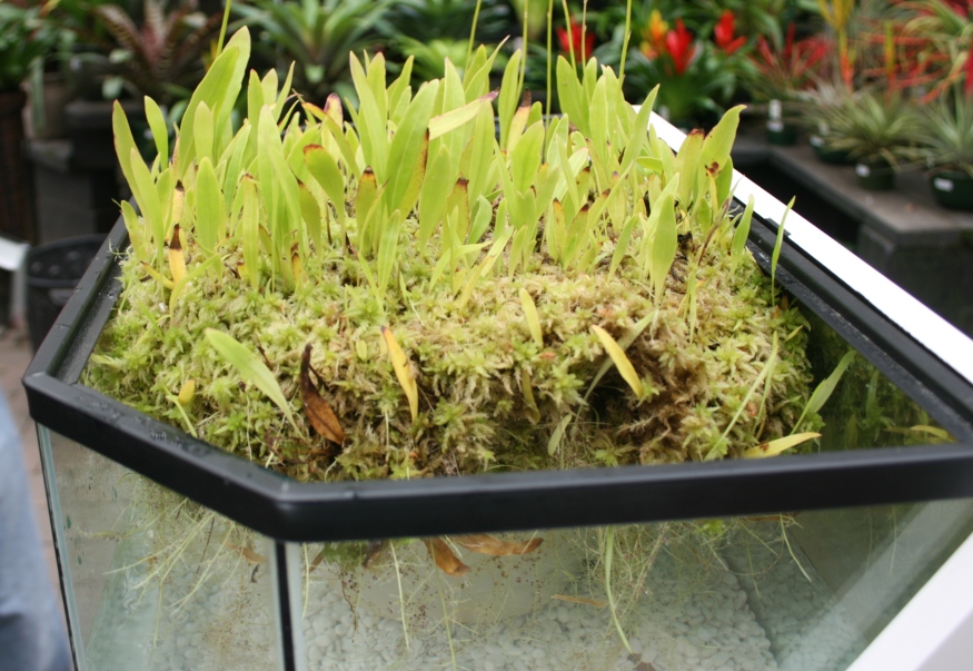 Utricularia Longifolia