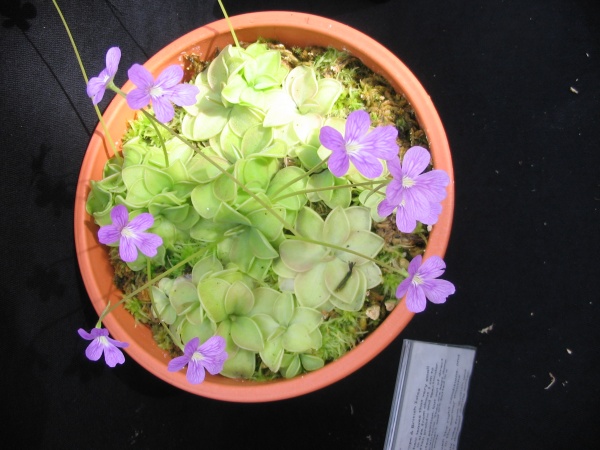 Butterwort