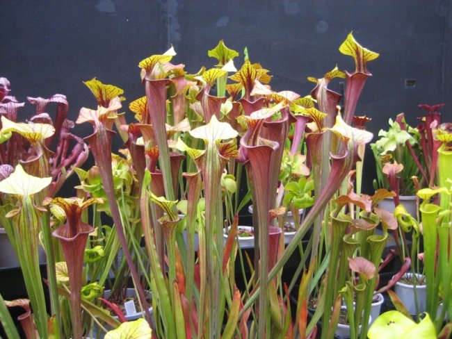 ../previews/005-033-Sarracenia2.jpeg.medium.jpeg