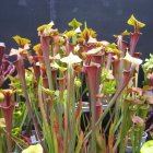 thumbnails/005-033-Sarracenia2.jpeg.small.jpeg