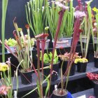 thumbnails/026-020-Sarracenia.jpeg.small.jpeg