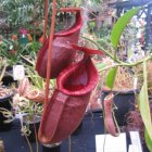 ../thumbnails/030-024-Nepenthes2.jpeg.small.jpeg