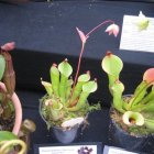 ../thumbnails/031-025-Heliamphora.jpeg.small.jpeg