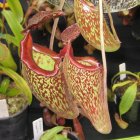 ../thumbnails/032-026-Nepenthes3.jpeg.small.jpeg
