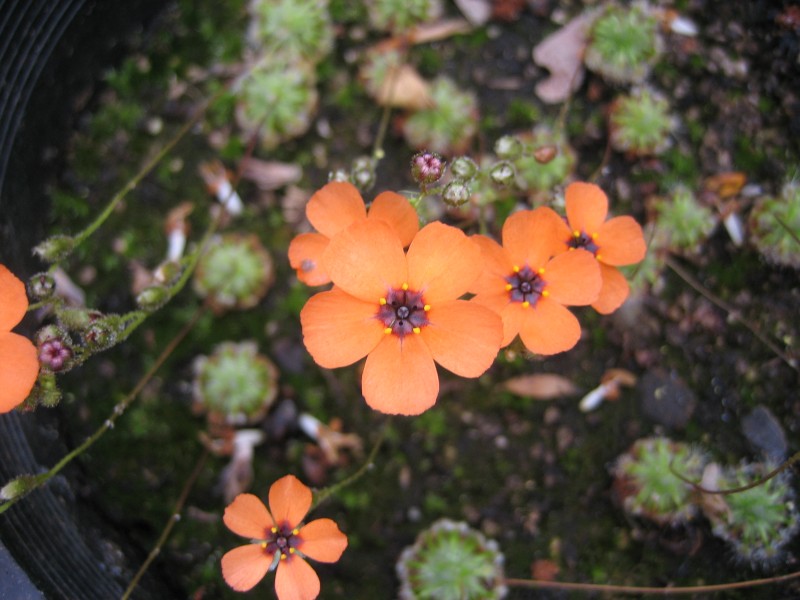 Drosera hyperstigma