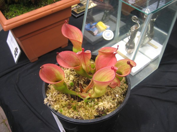Heliamphora