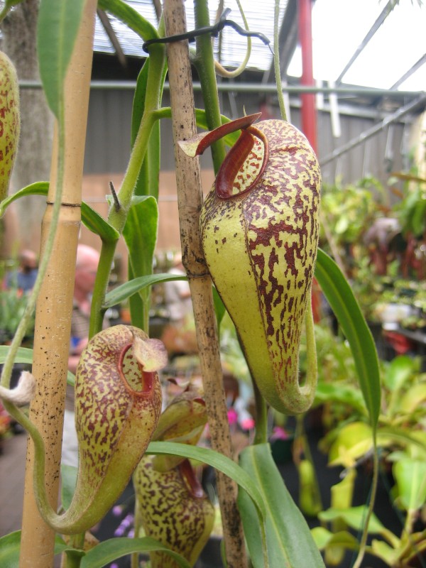 Nepenthes