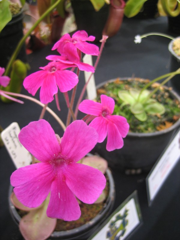 Pinguicula