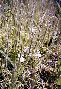 Drosera indica