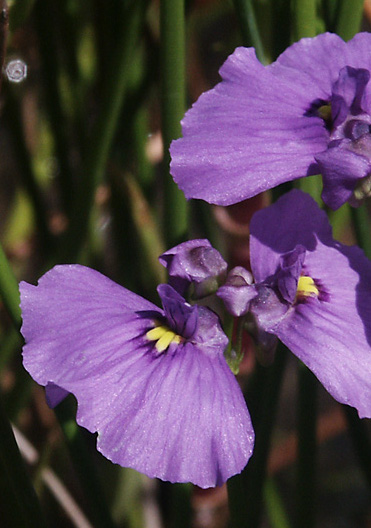 Utricularia